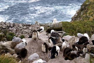 West Point Island, Falkland-Inseln
