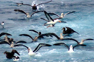 Kapsturmvögel und Albatrosse, Süd-Ozean