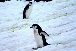 Zügelpinguine, Half Moon Island