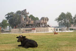 Kühe sind in Indien omipräsent: Kurukshetra, Haryana