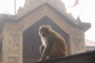 Jakhu-Tempel - Shimal, Himachal Pradesh