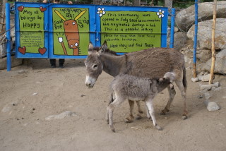 Esel-Aufzucht in Leh