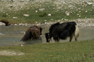 Yaks bei der Bachdurchquerung