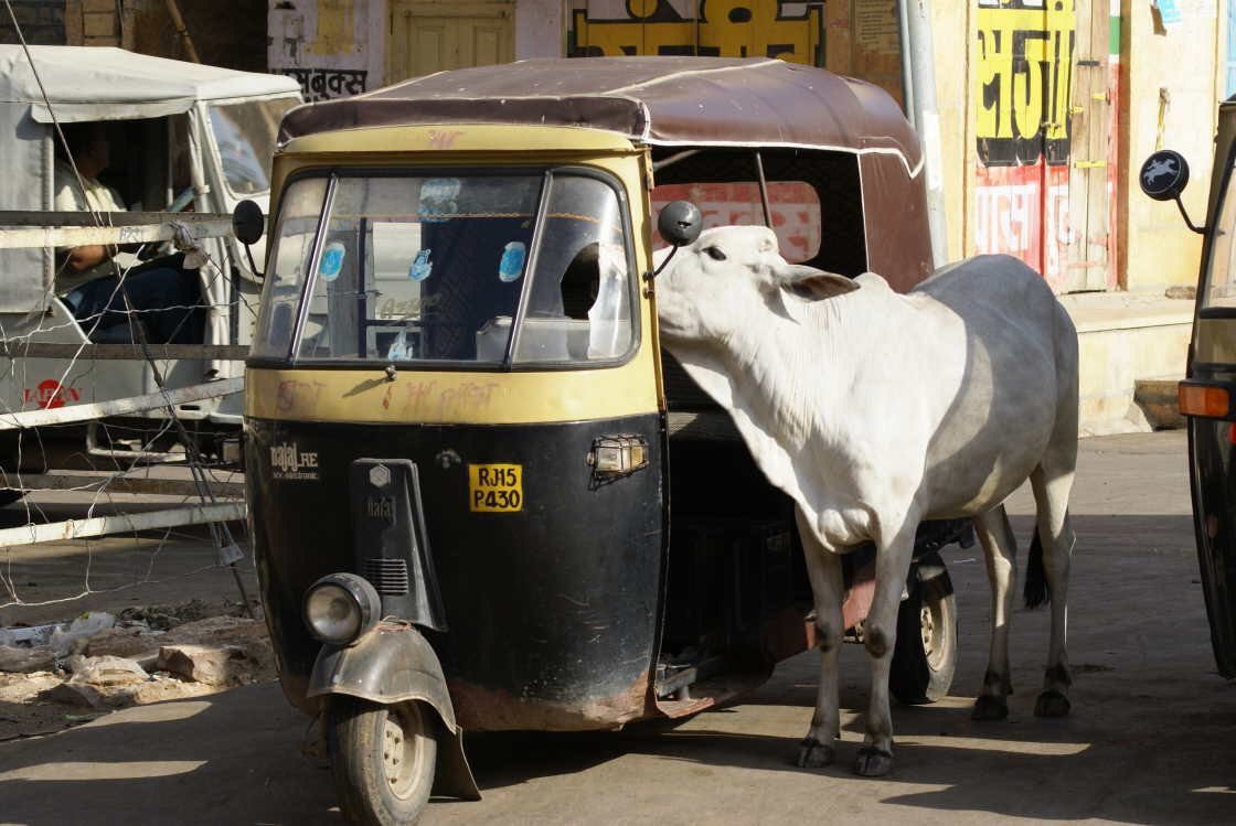 rajasthan0067.jpg