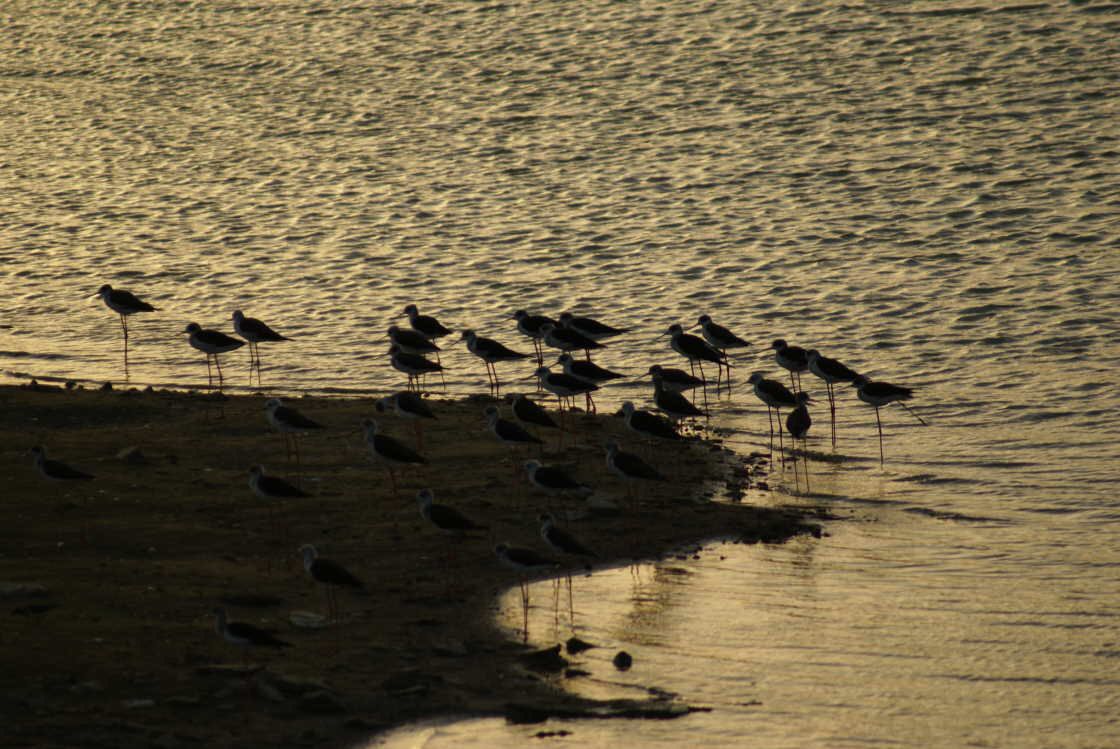 rajasthan0103.jpg