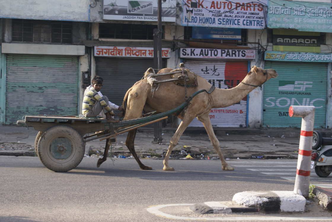 rajasthan0119.jpg