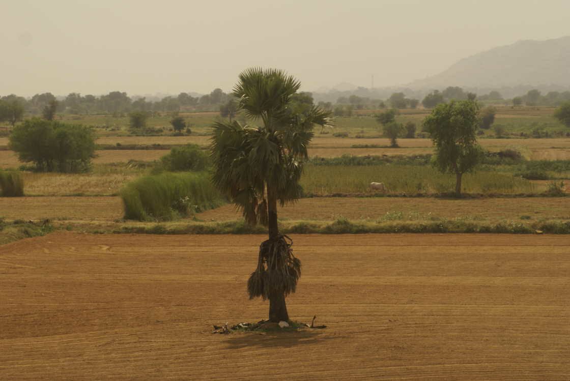 rajasthan0133.jpg