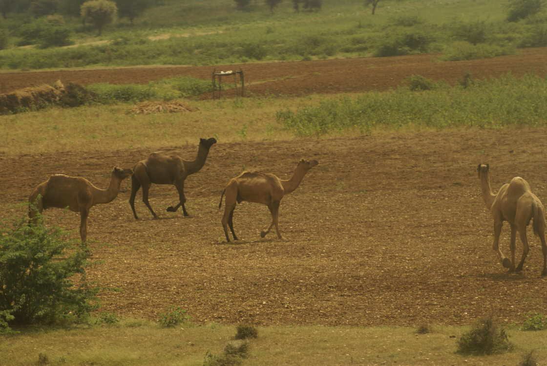 rajasthan0140.jpg