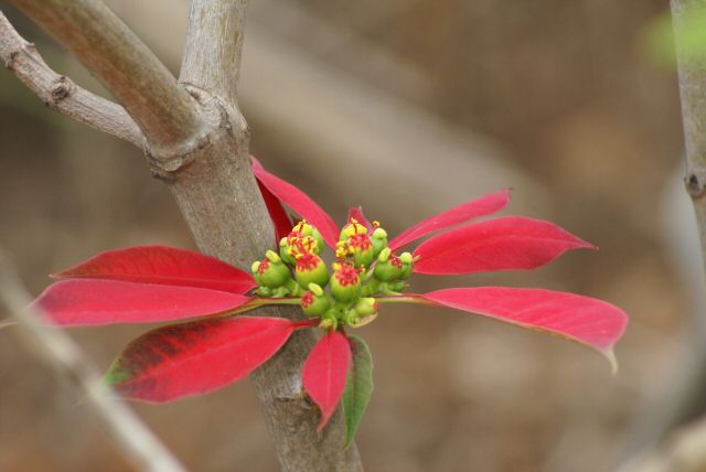 chamarel0016.jpg