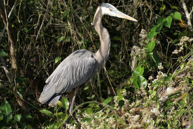 everglades0005.jpg