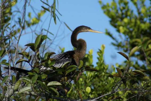 everglades0006.jpg