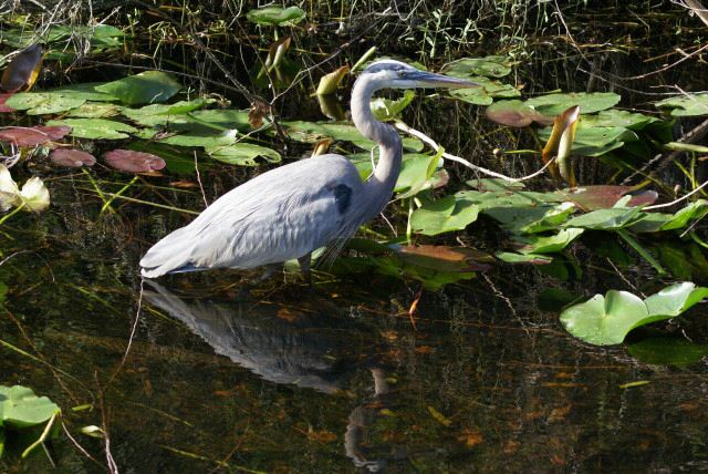 everglades0007.jpg