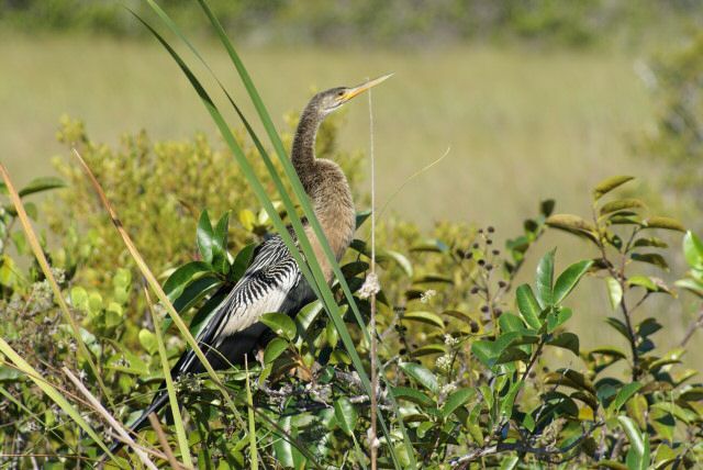 everglades0019.jpg