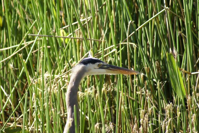 everglades0023.jpg