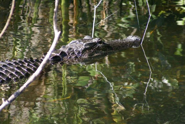 everglades0032.jpg