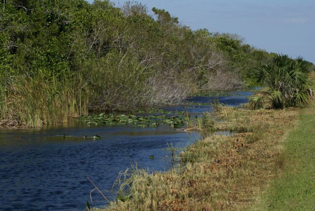 everglades0034.jpg