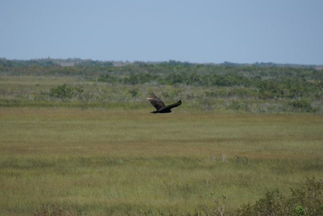 everglades0035.jpg