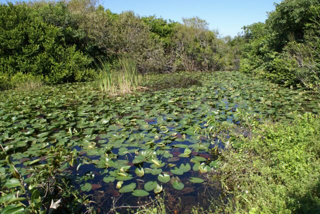 everglades0038.jpg