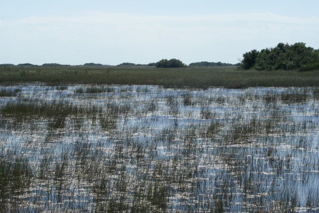 everglades0040.jpg