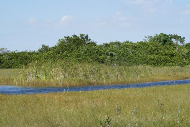 everglades0042.jpg