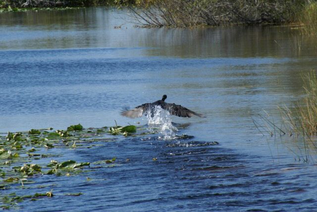 everglades0043.jpg