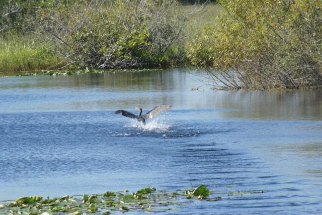 everglades0044.jpg