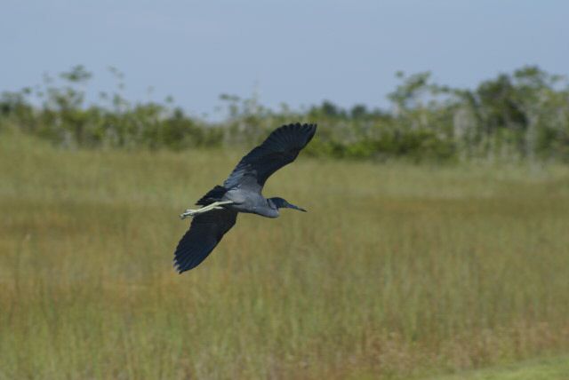 everglades0048.jpg