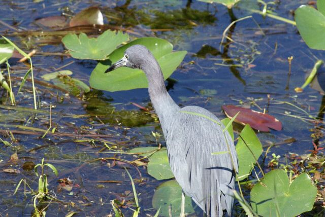 everglades0052.jpg