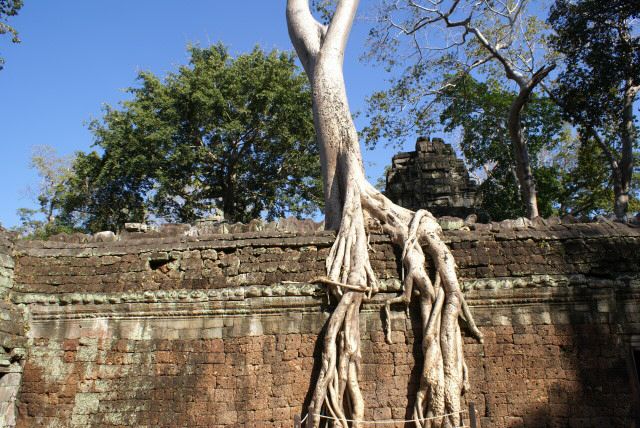 ta_prohm0027.jpg