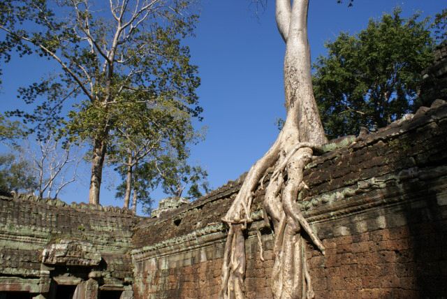 ta_prohm0028.jpg