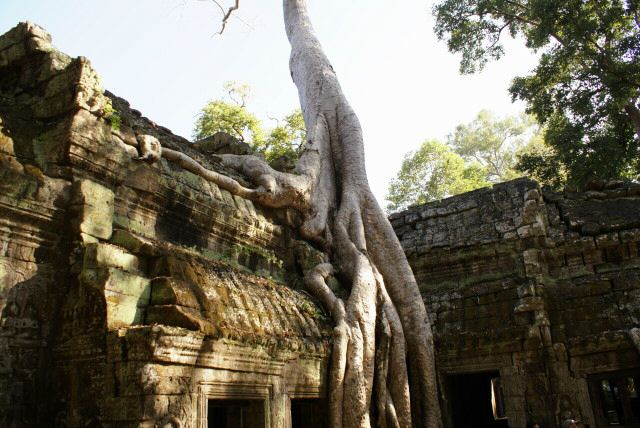 ta_prohm0032.jpg