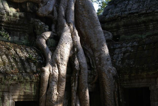 ta_prohm0034.jpg