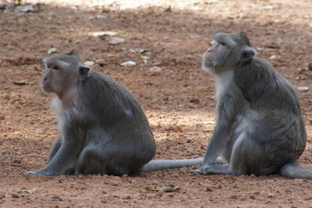 angkorthom0006.jpg