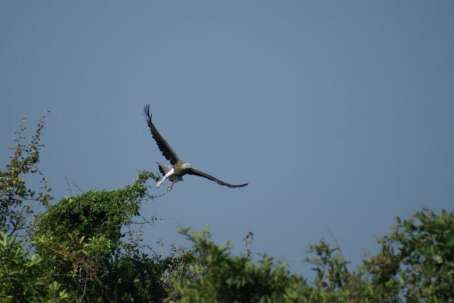 Im Prek Toal Bird Sanctuary -Adler auf der Flucht vor den 05ern!