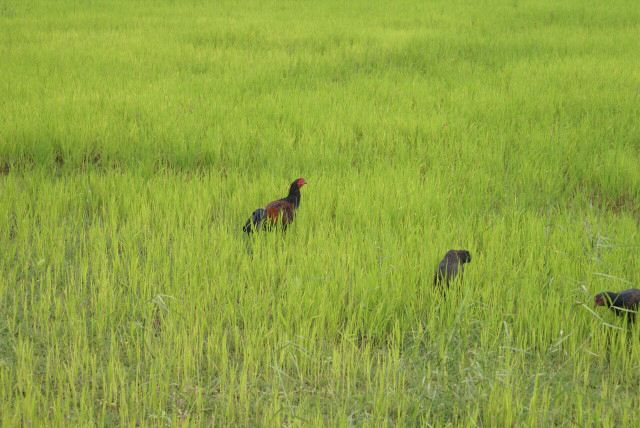 phnompenh0011.jpg