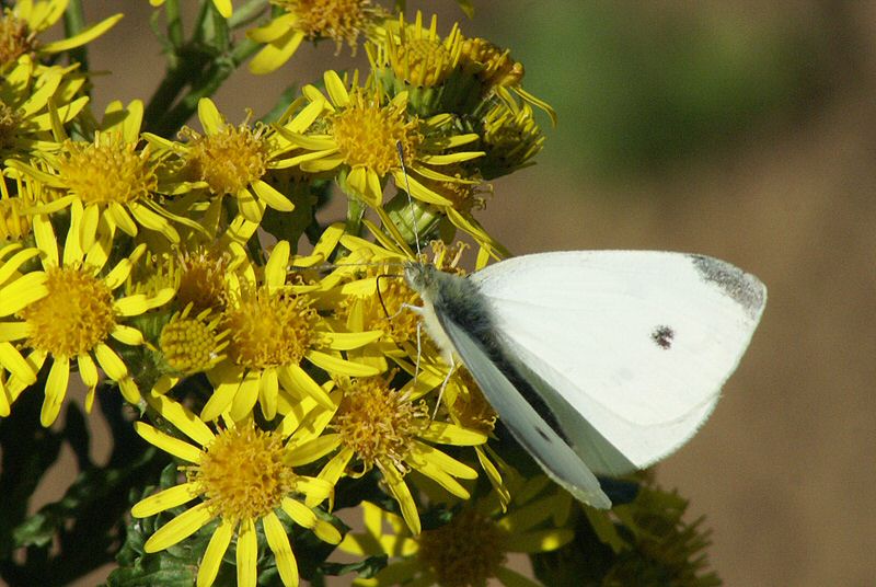 DSC00335.jpg