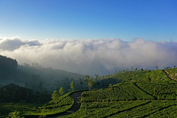 Tee-Plantagen im Zentrum von Sir Lanka