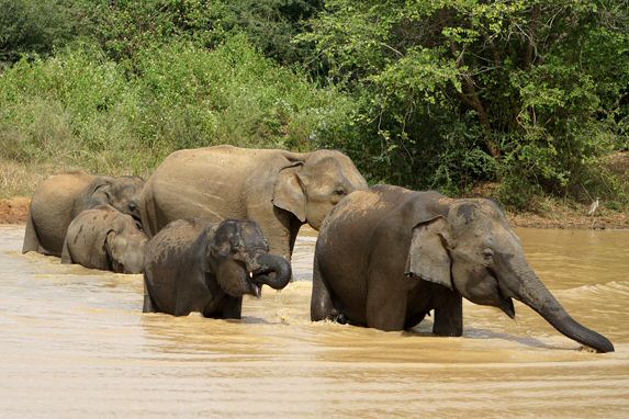 Elefanten im Udawalawe Nationalpark im Süden von Sri Lanka