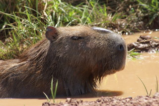 Unser Lieblingstier: ein Capybara