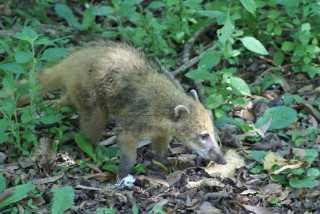 Coati - Nasenbär in Iguazú