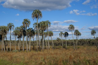 National-Park El Palmar bei schönem Wetter