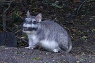 "Schlafstörer": Viscacha