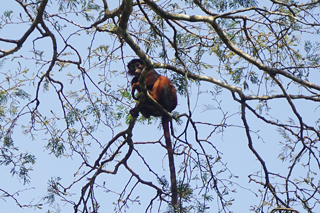 Ein roter Colobus-Affe beobachtet uns beim Waldspaziergang