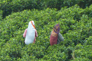 Tee-Pflückerinnen auf Sri Lanka