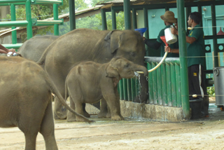 Das Elefant Transit Home in Udawalawe