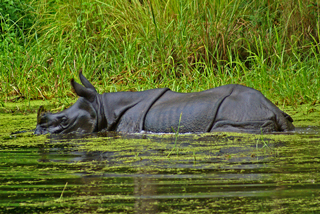 Panzernashorn im Chitwan-Nationalpark